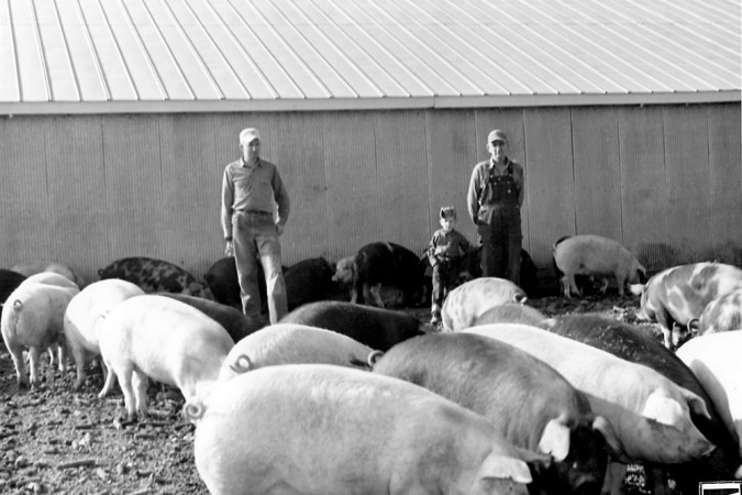 Farmers with pigs 1960